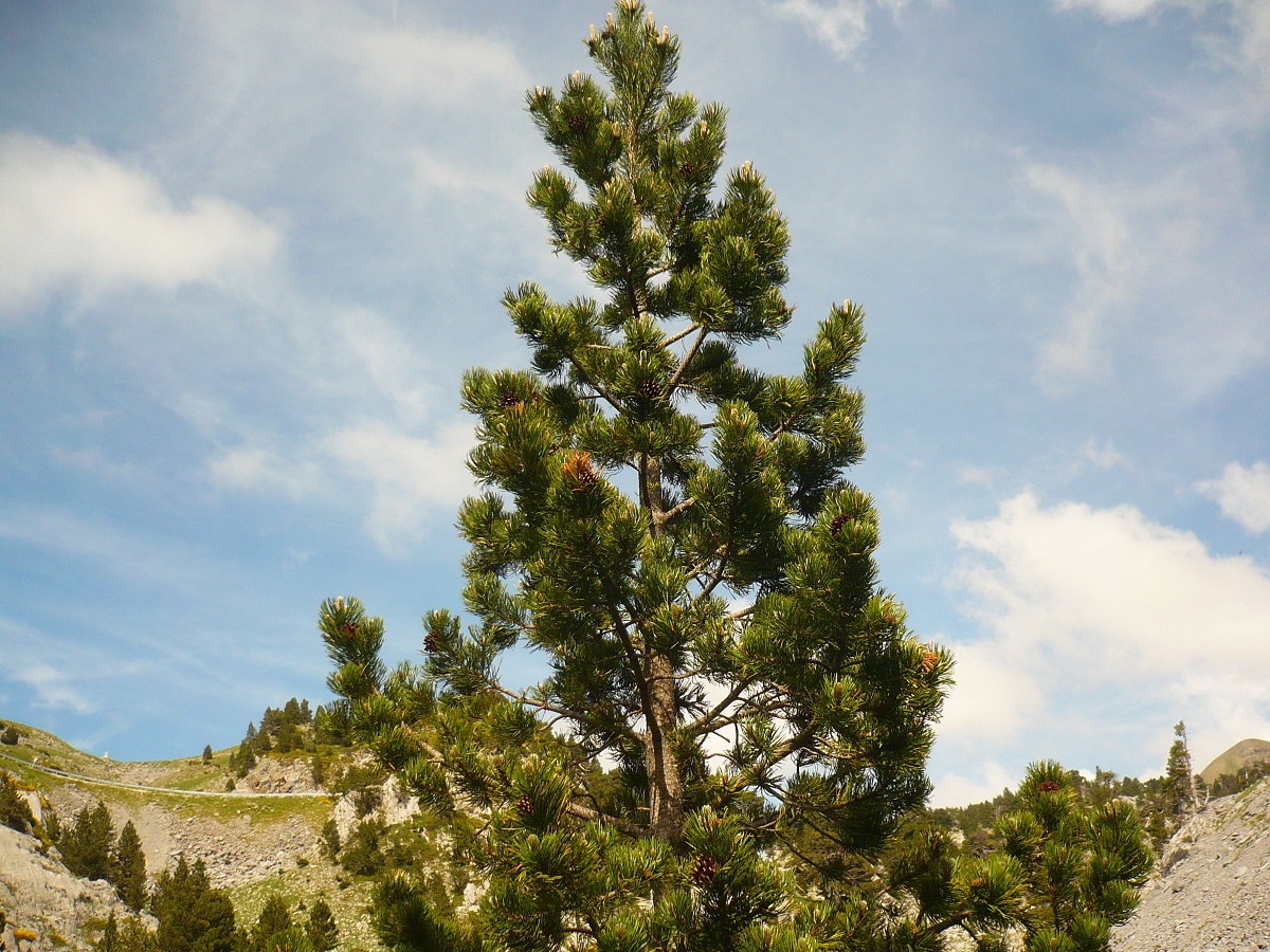 Pinus mugo subsp. uncinata (Pinaceae)